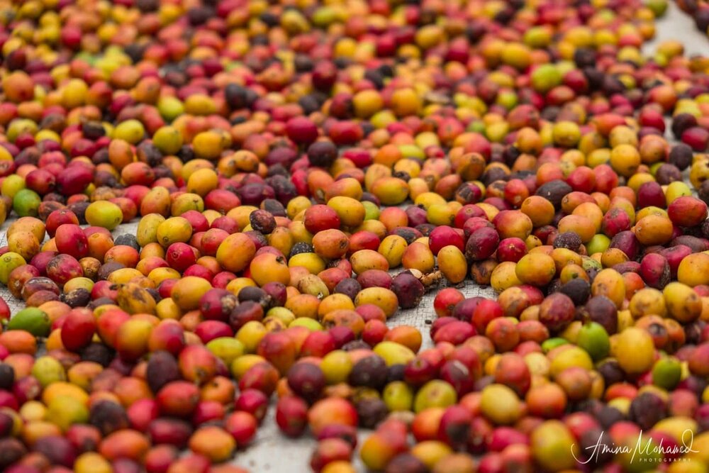 Coffee beans just after being picked from the tree in Uganda @Amina Mohamed Photography.jpg